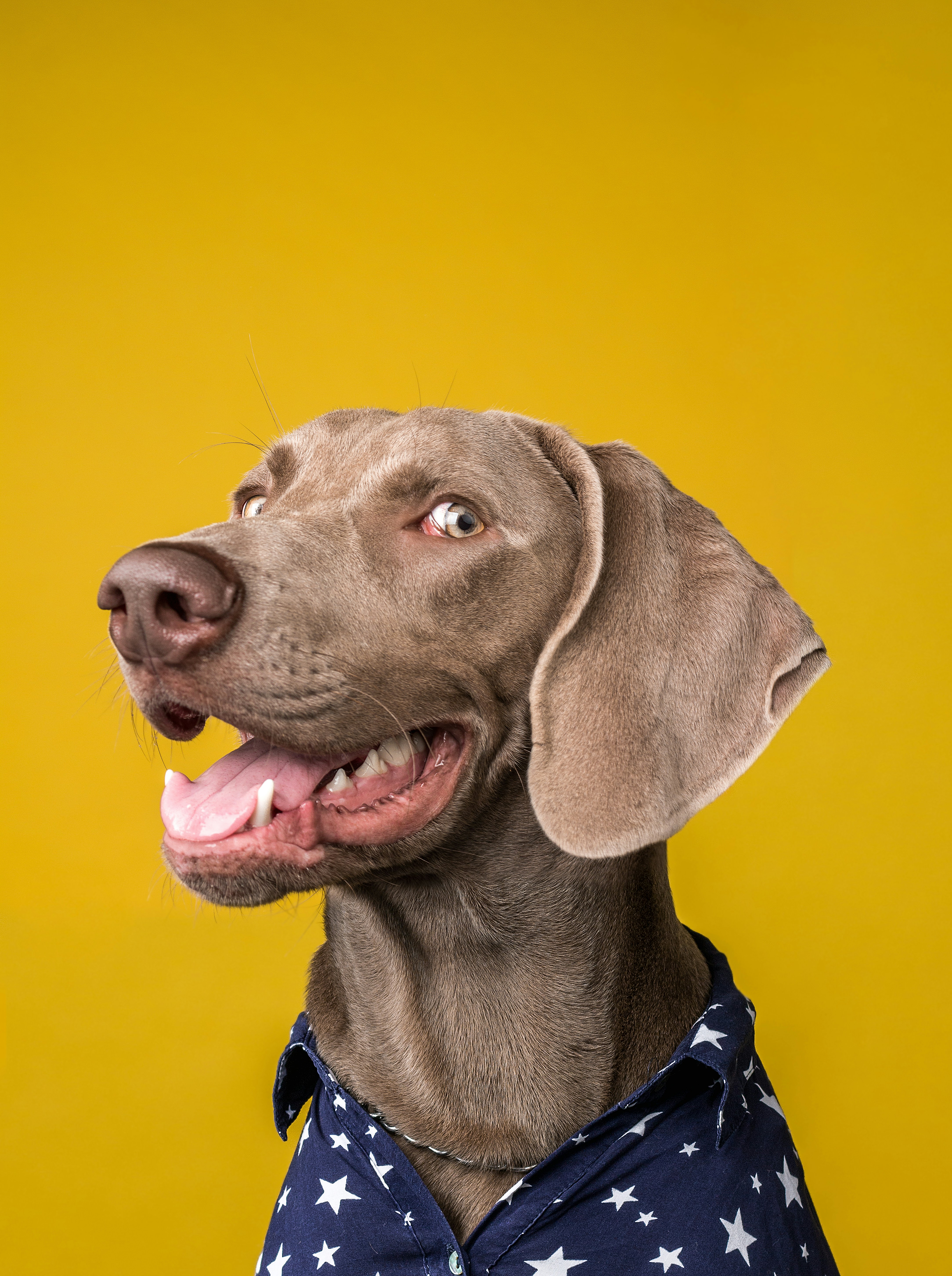 Dog photo: Supplements Worth Discussing With Your Vet