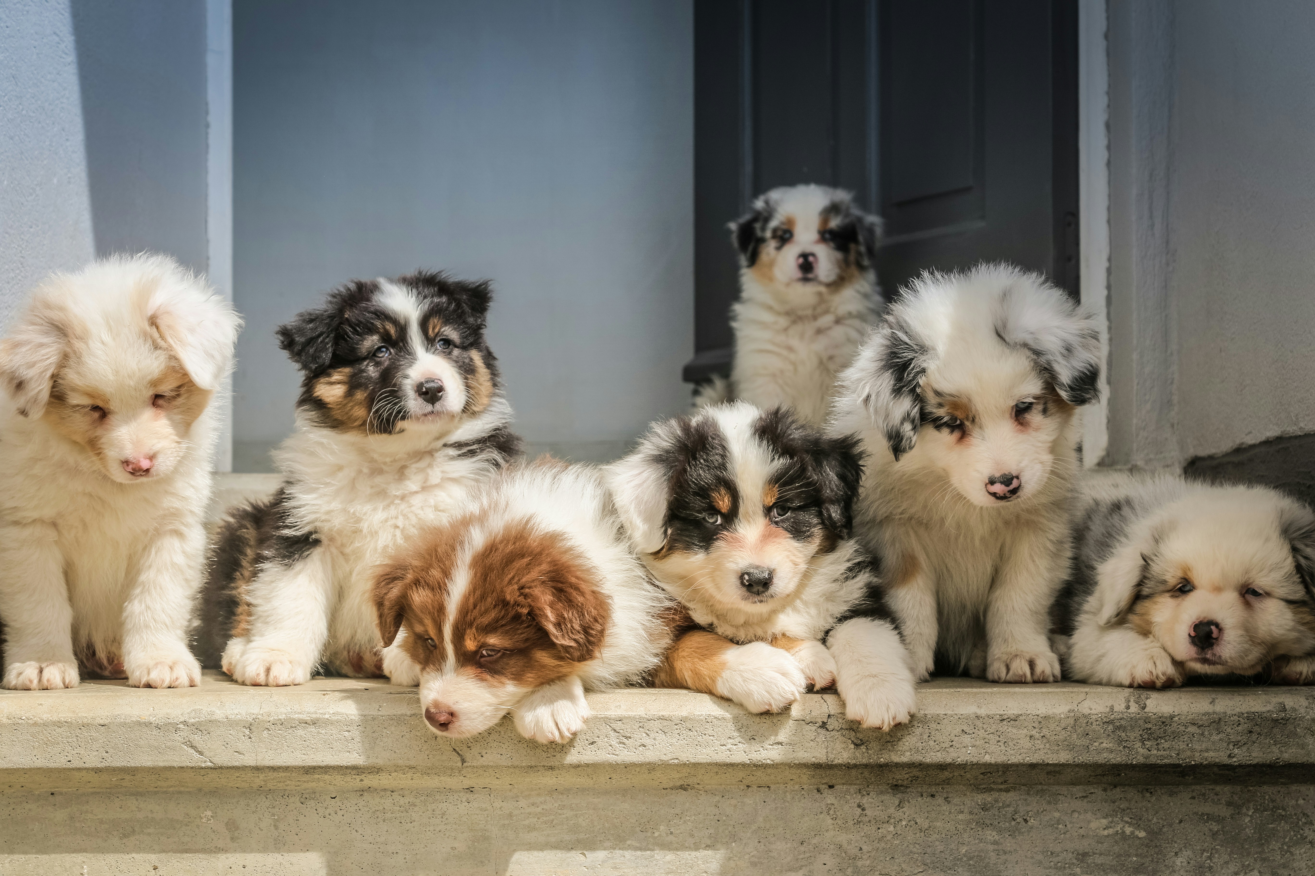 Dog photo: Teaching Leave It for Street Food