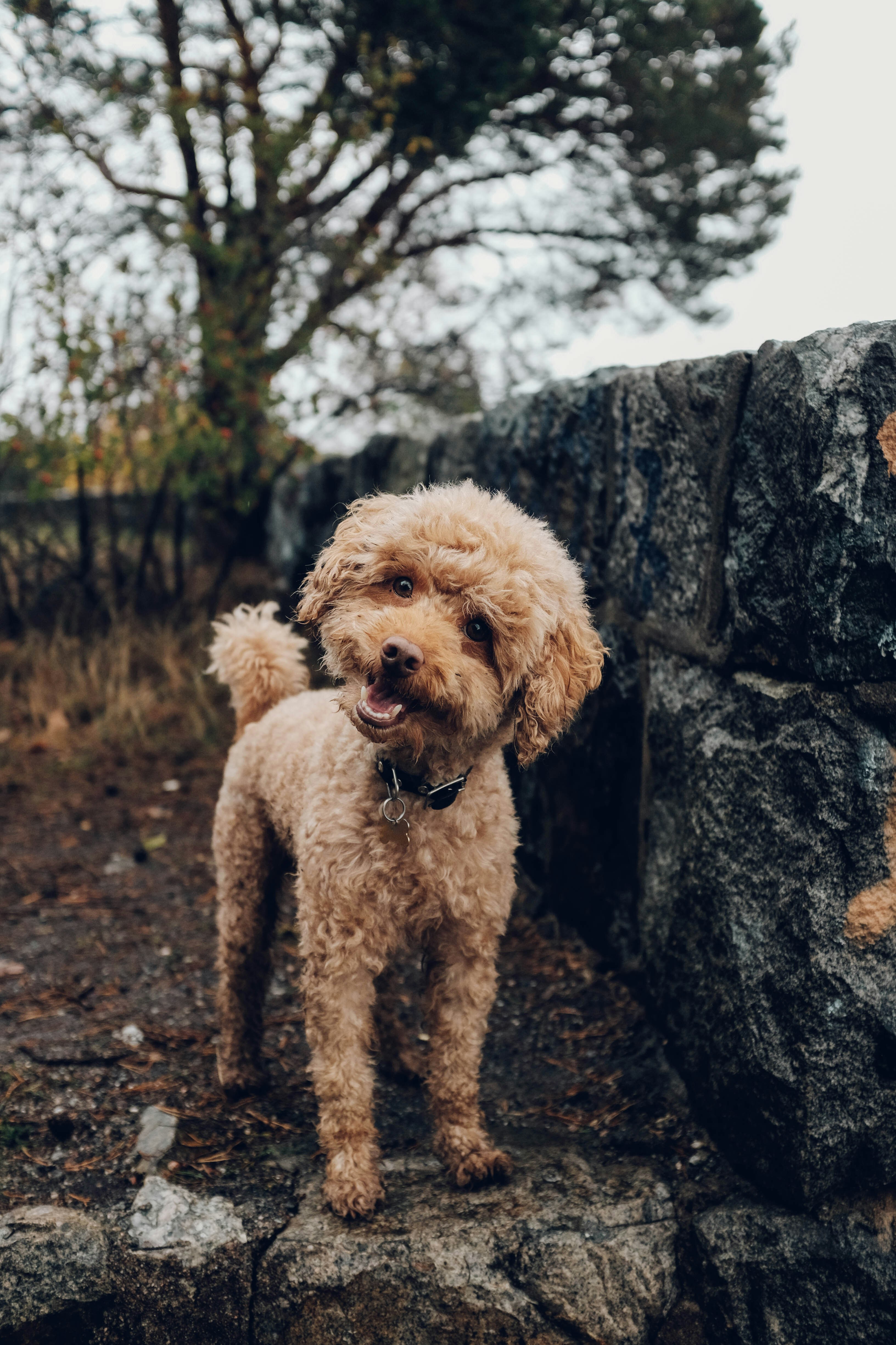 Dog photo: Teething Timeline and Chew Choices