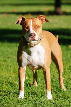 Dog photo: Therapy Dog Training