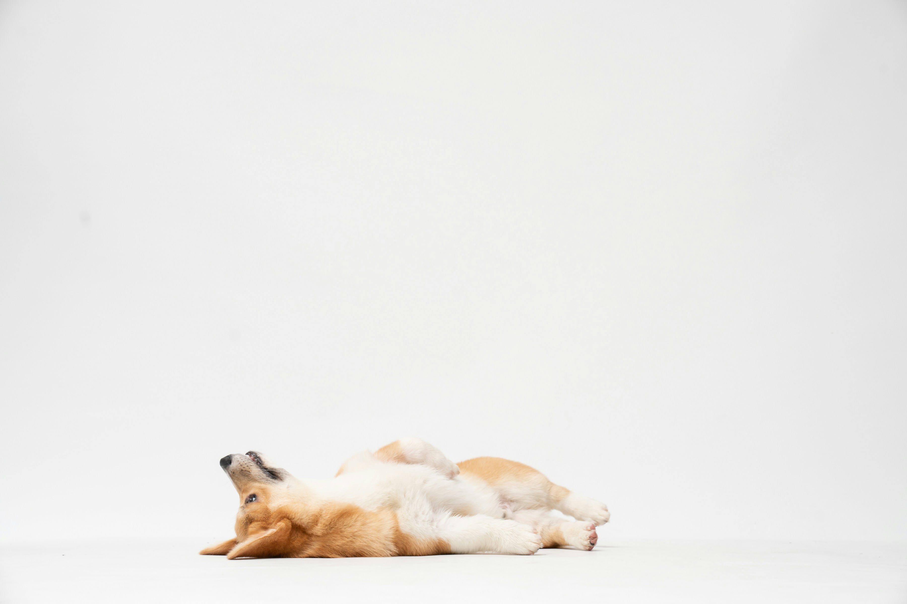 Dog photo: Toy Breeds: Fragility and Confidence
