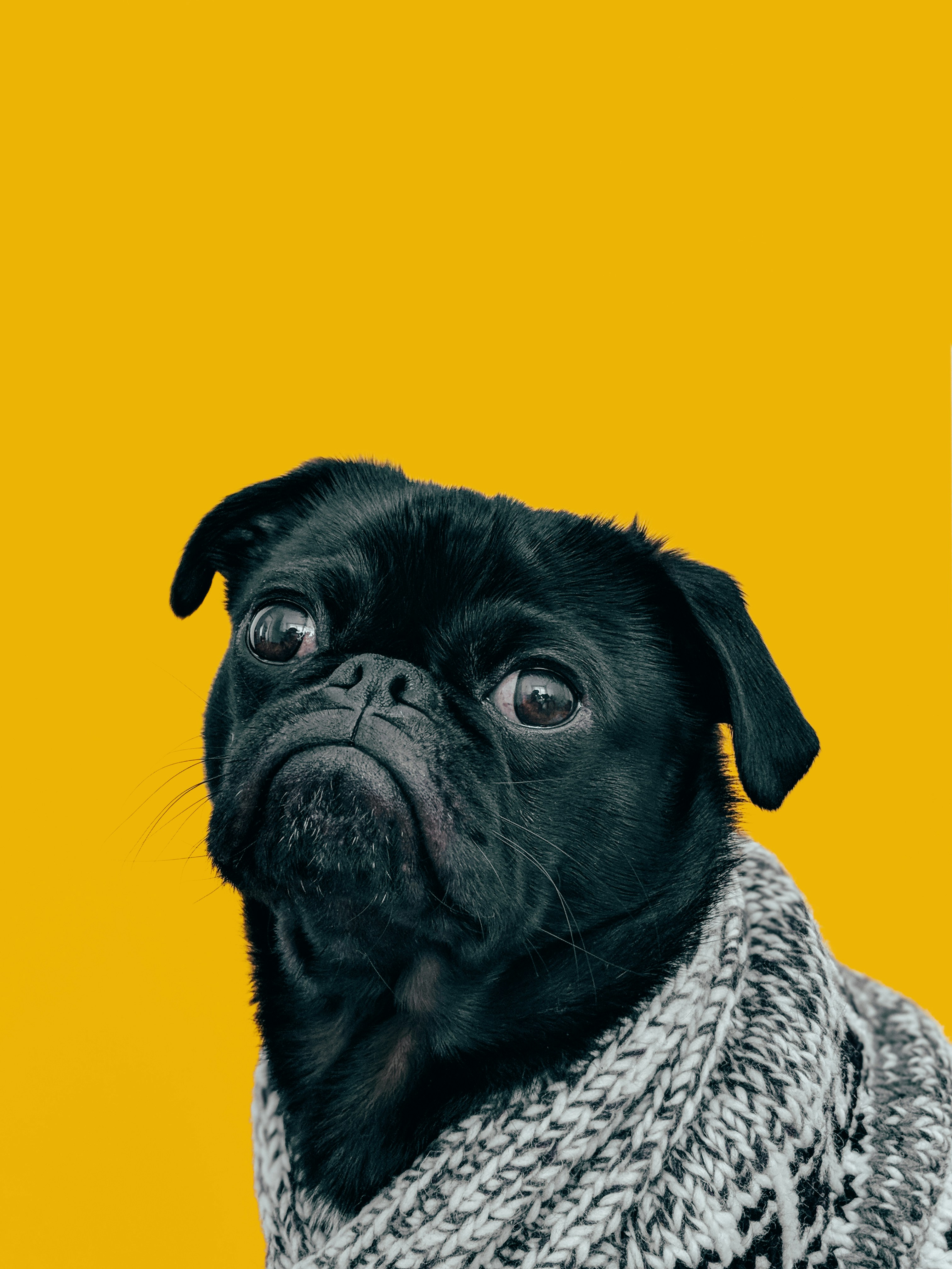 Dog photo: Transitioning From Puppy to Adult Food