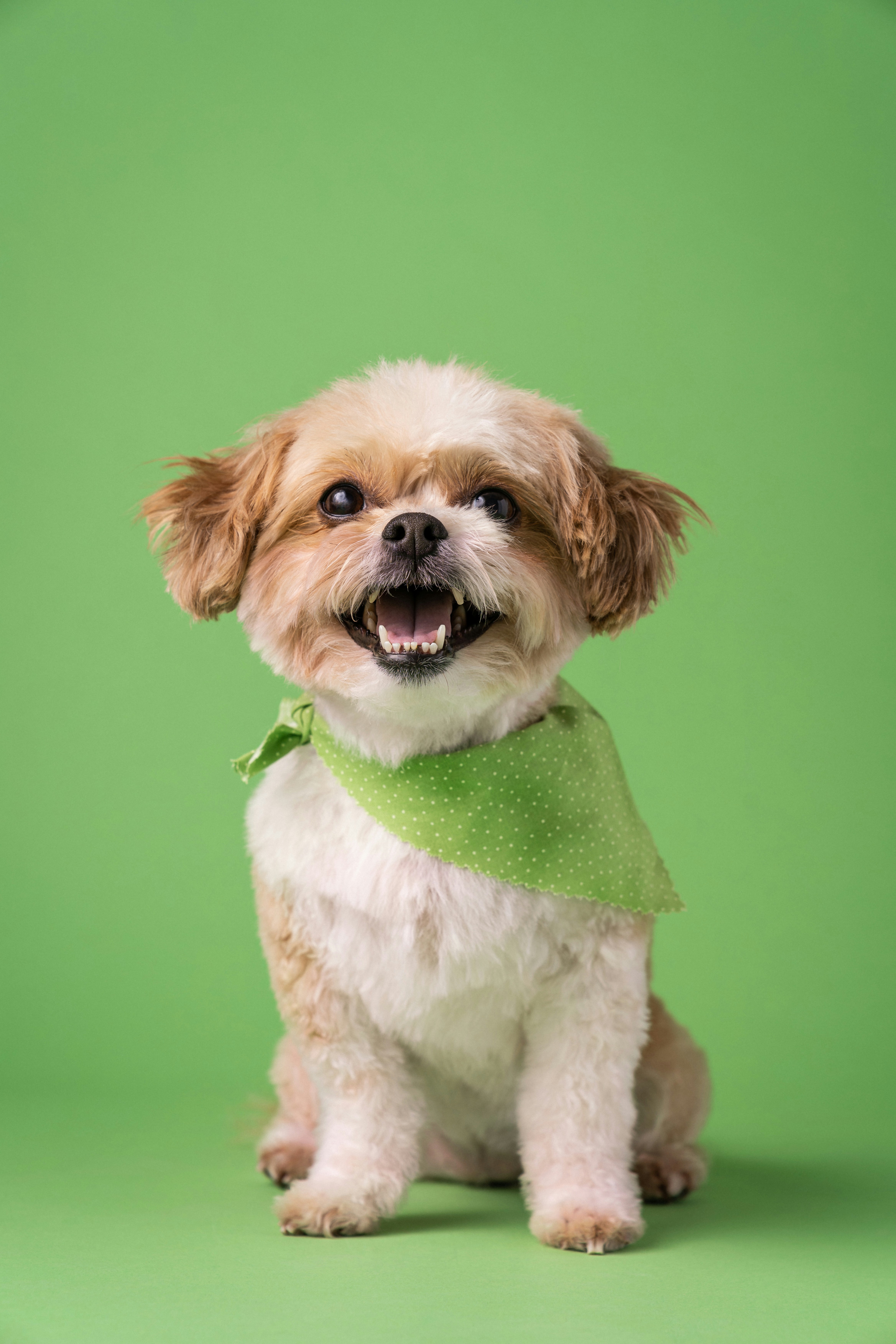 Dog photo: Transitioning From Puppy to Adult Food