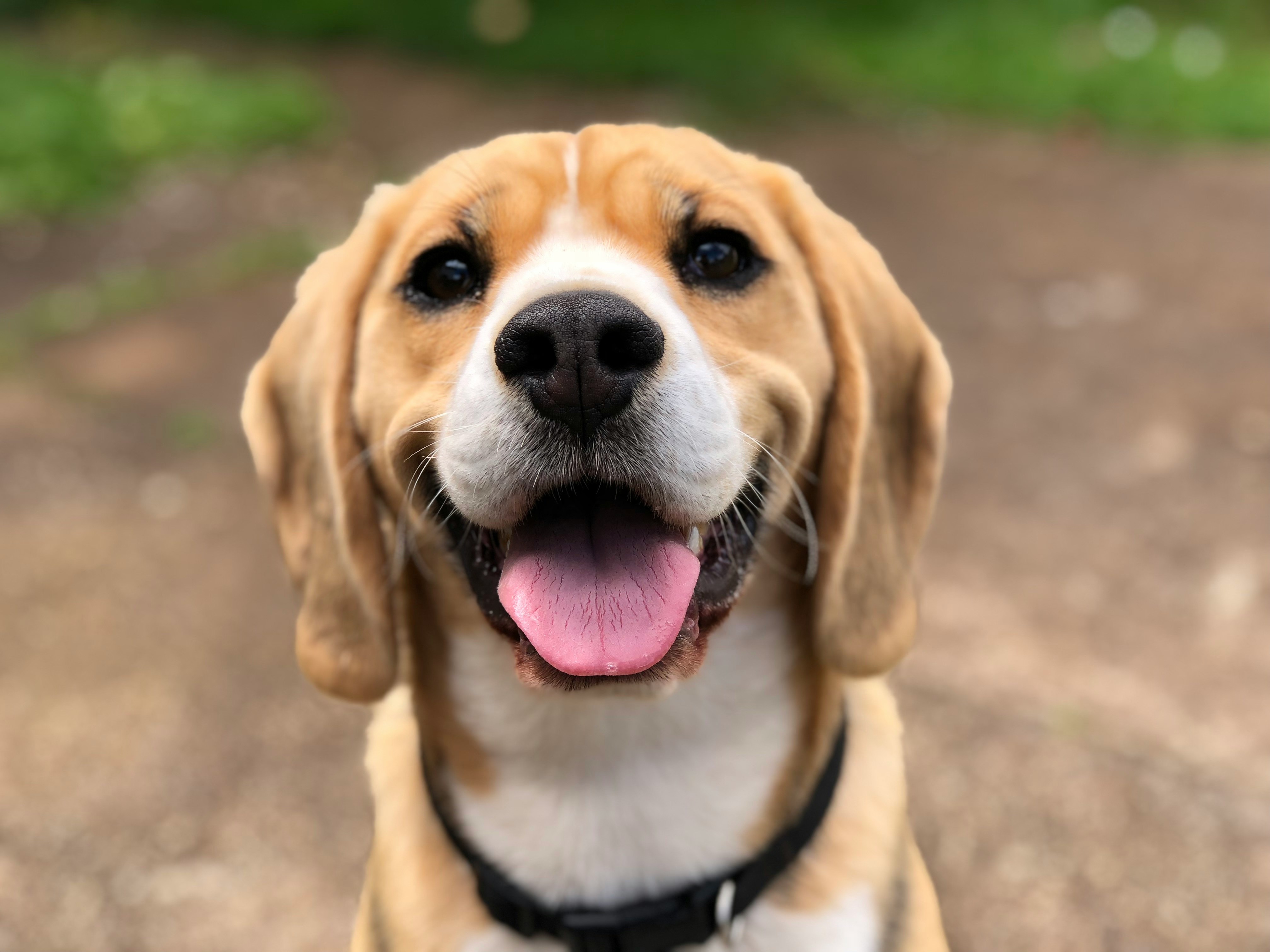Dog photo: Understanding Guaranteed Analysis Labels