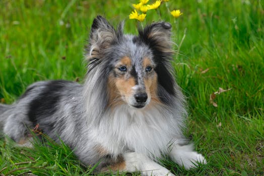 Dog photo: Urban Dog Training Challenges