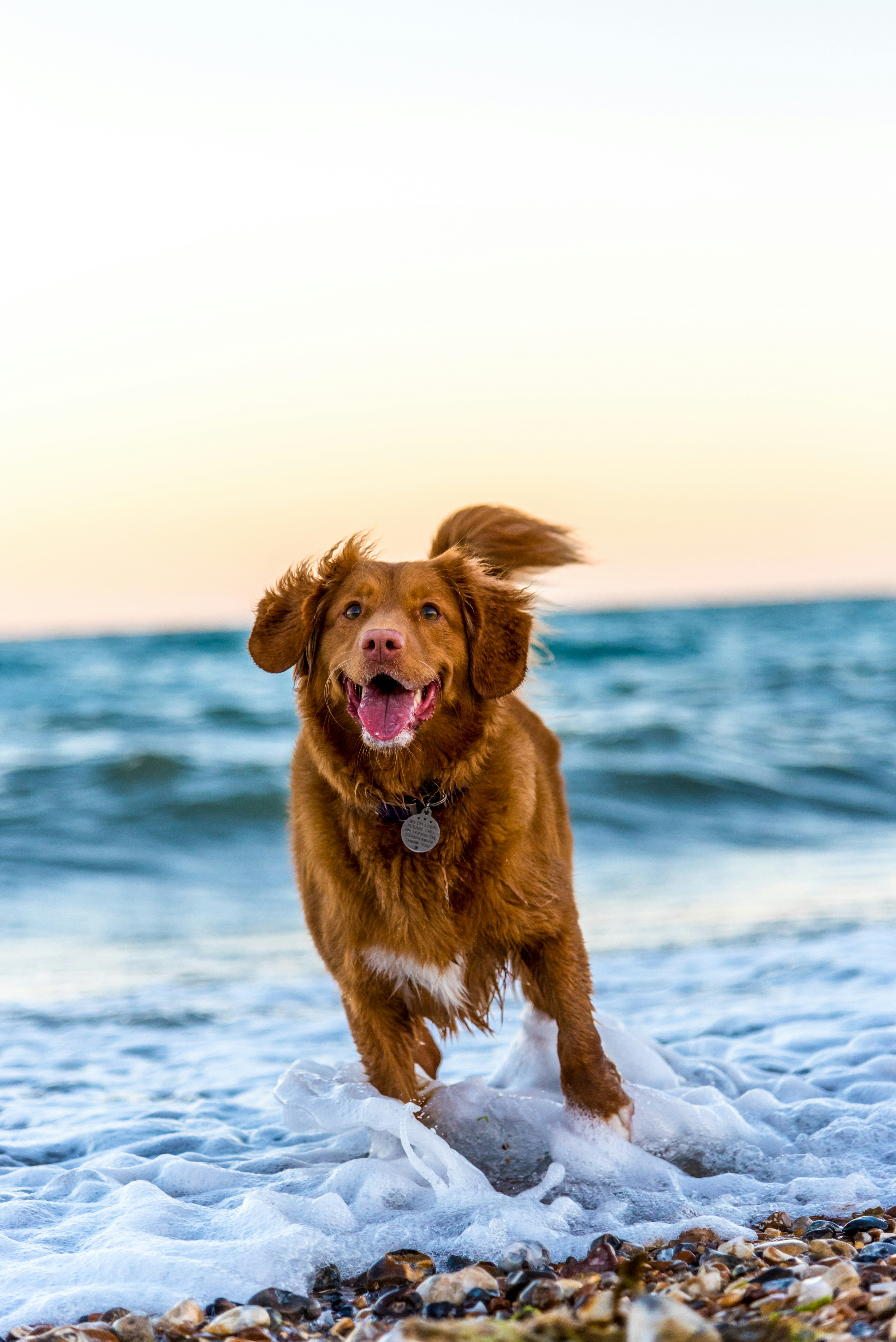 Dog photo: When Puppies Can Start Running