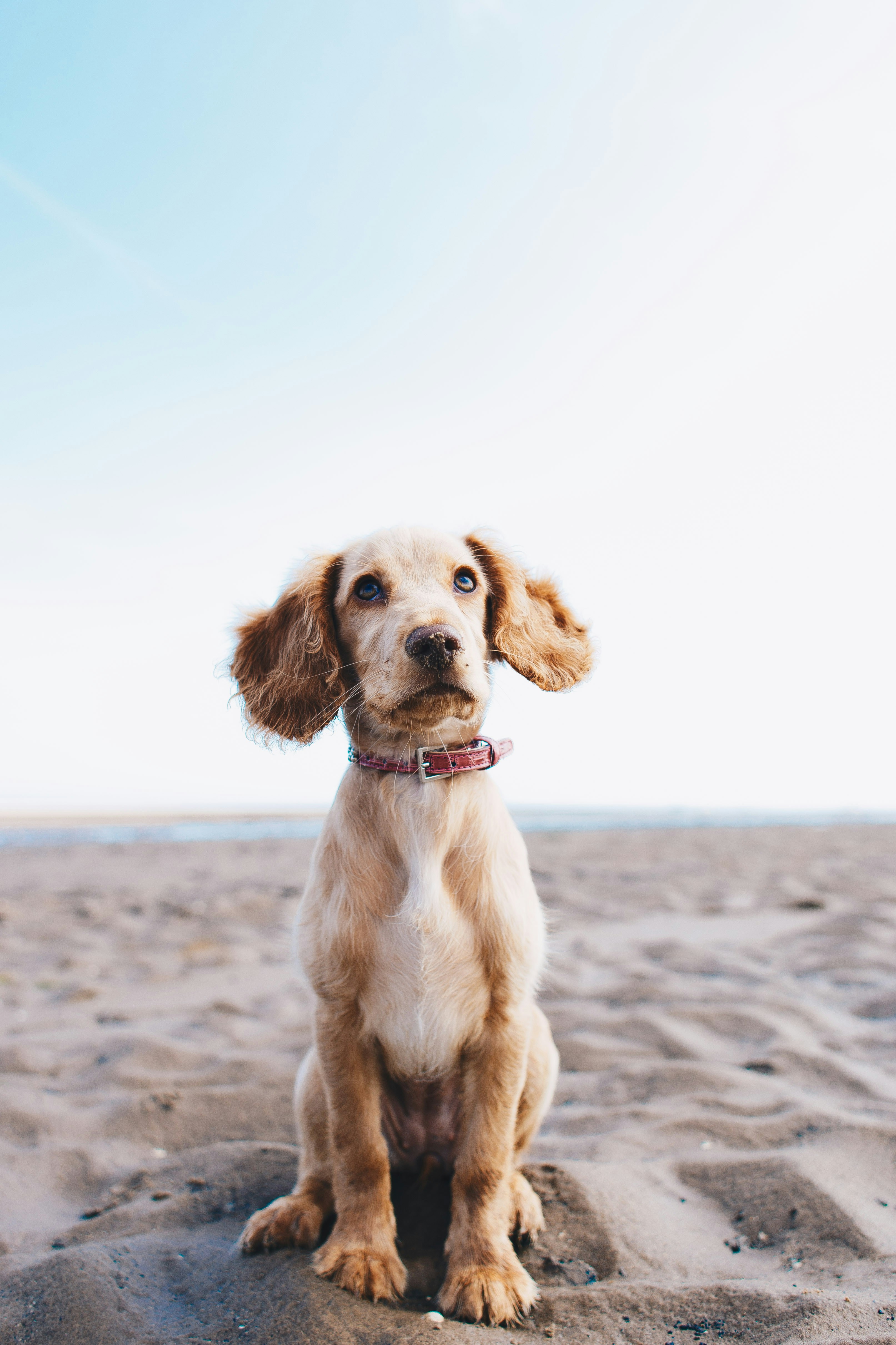 Dog photo: When Puppies Can Start Running