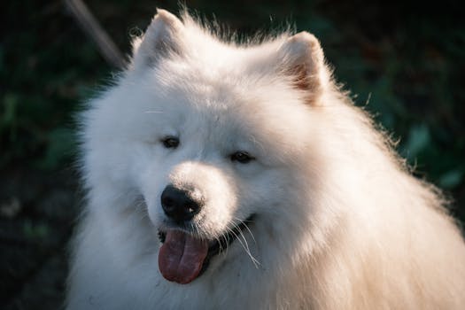 Dog photo: When to Switch from Puppy to Adult Food