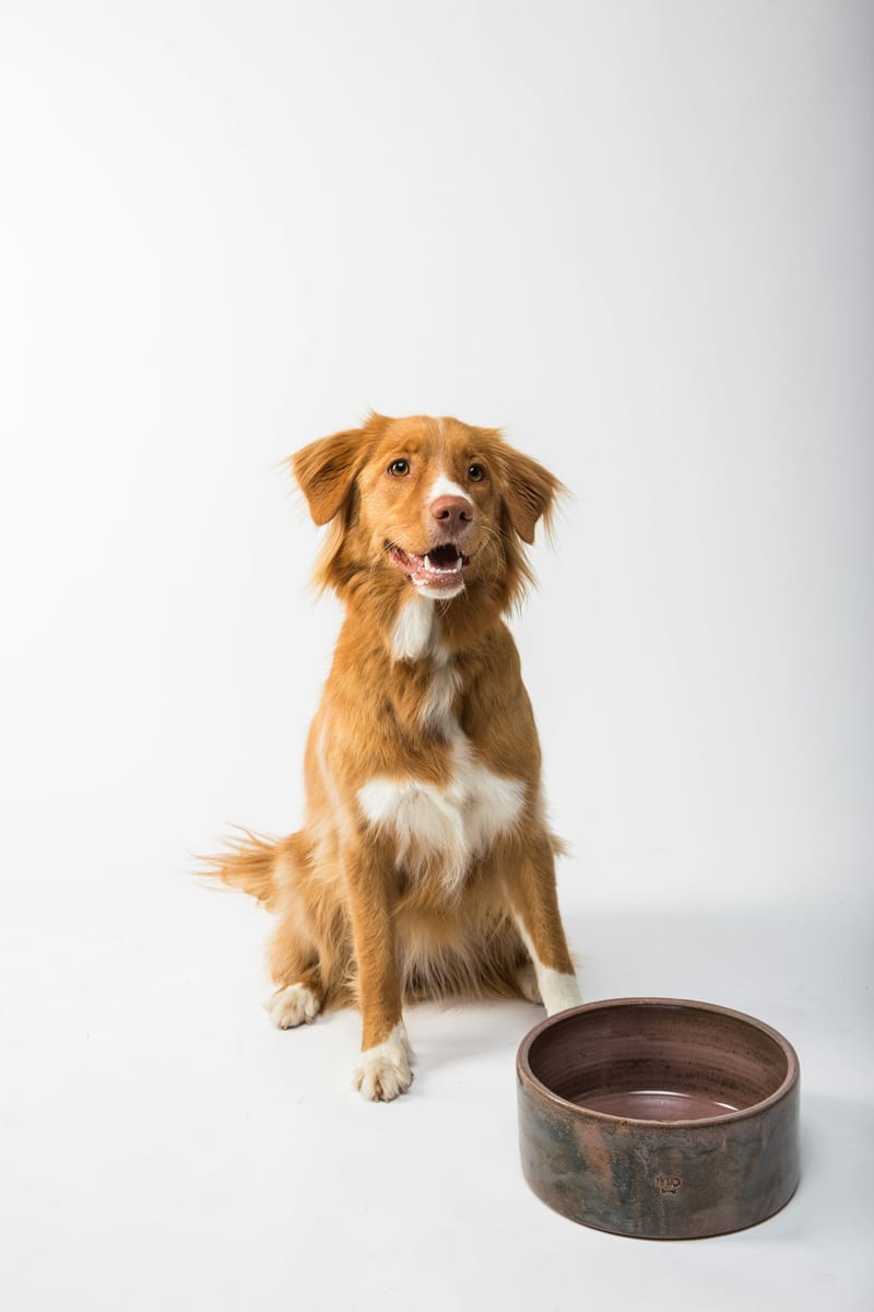 Dog photo: The Unexpected Breed That Took #1 in 2026 AKC Registrations