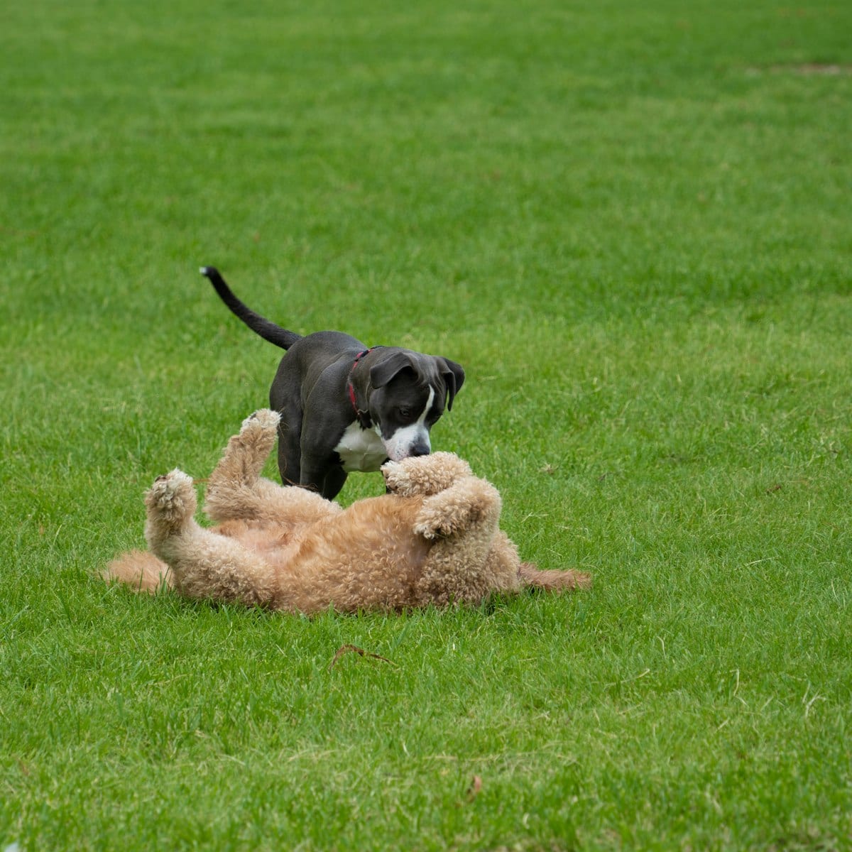 Puppy Kindergarten vs Private Training — dog care guide
