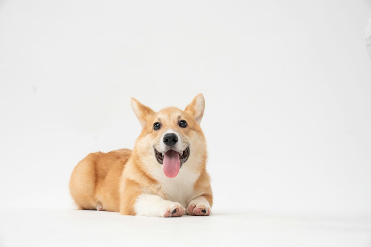 First Week Home Routine — dog care guide