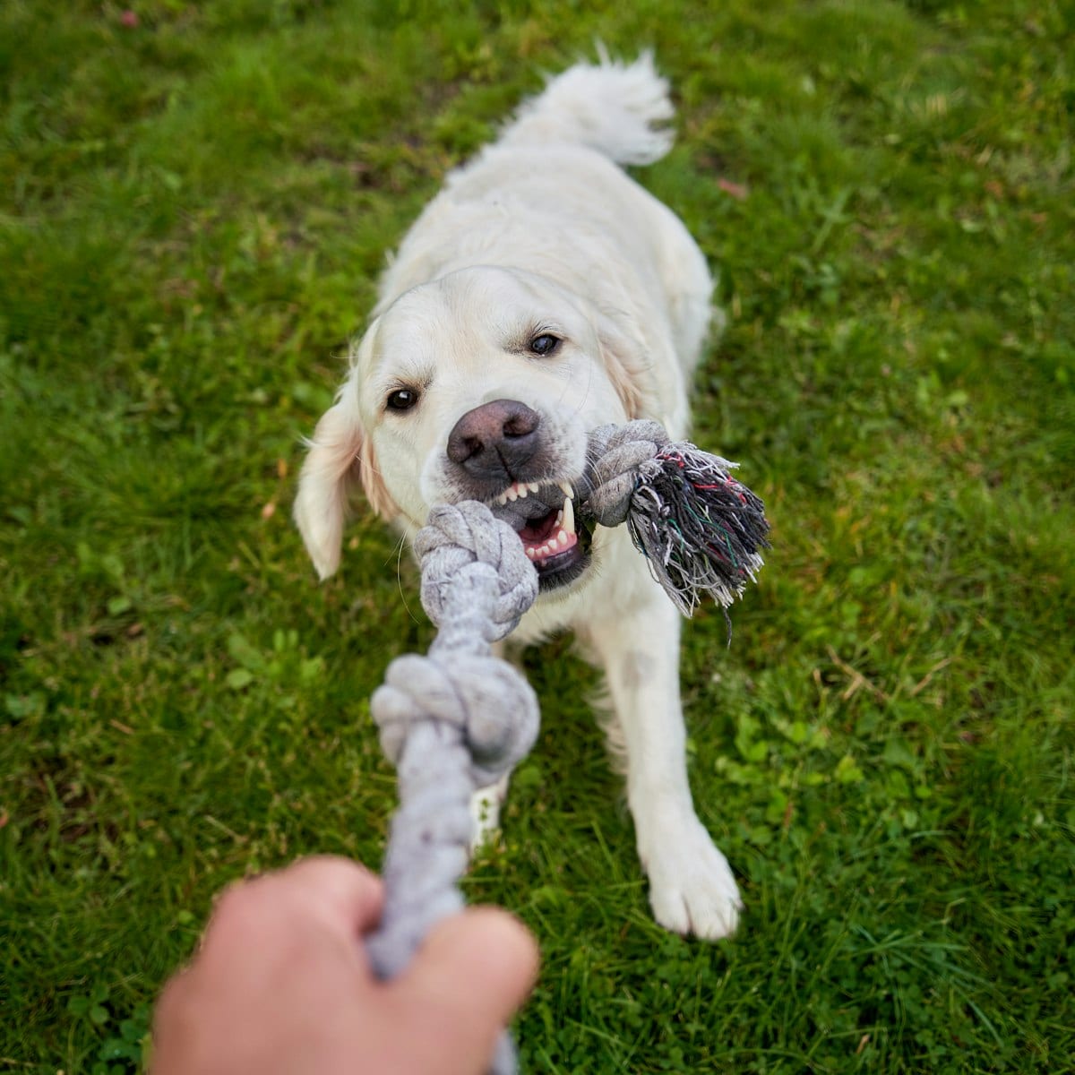 Socializing Before Full Vaccination — dog care guide