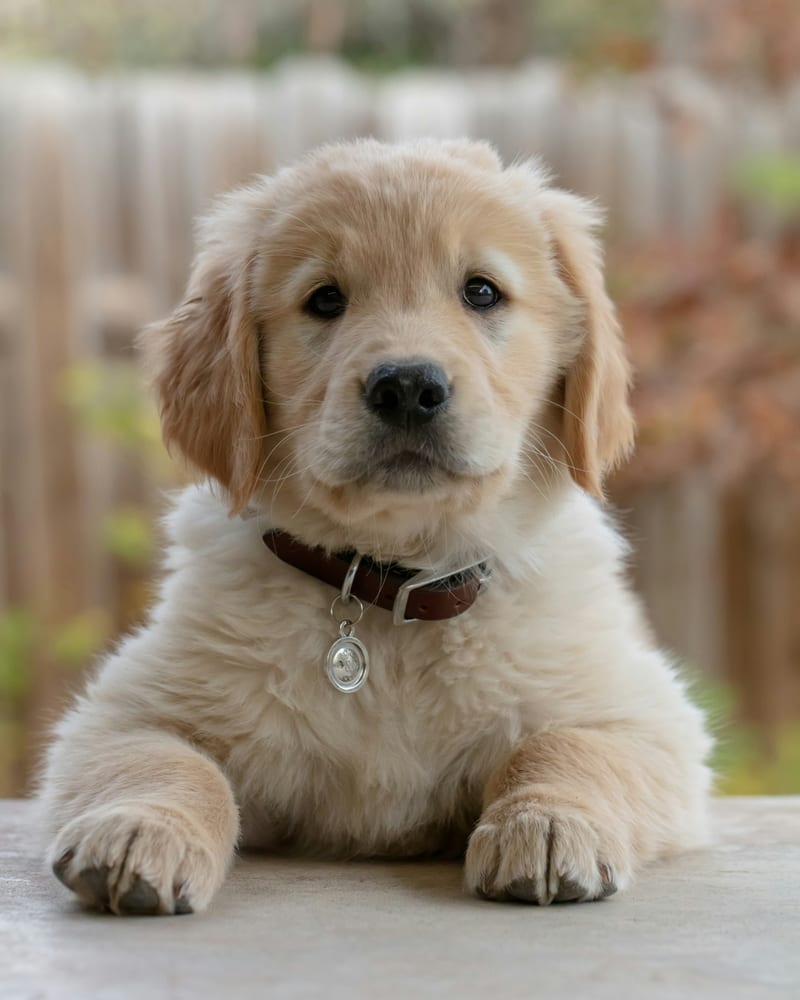Calming Aids: Pheromones and Wraps — dog care guide