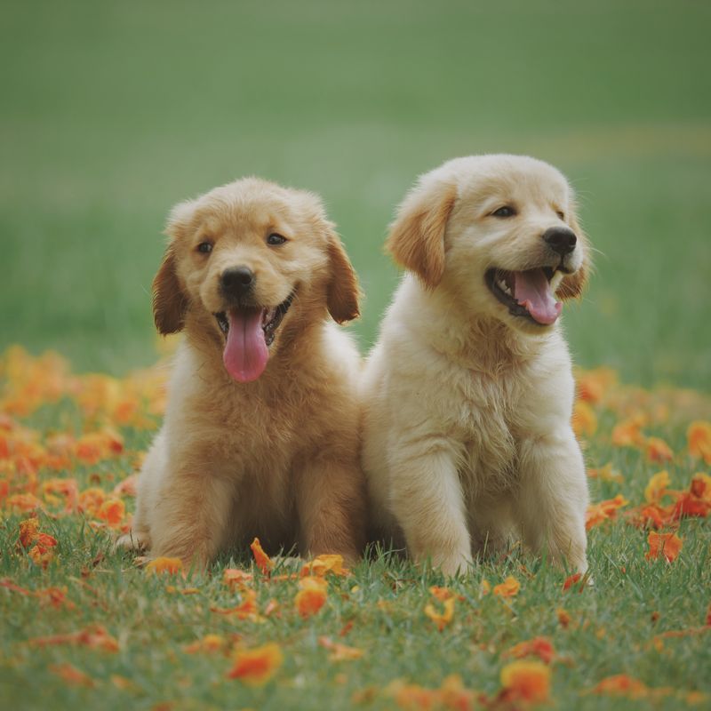 Why Do Dogs Eat Grass? The Science Behind a Weird Habit — dog care guide