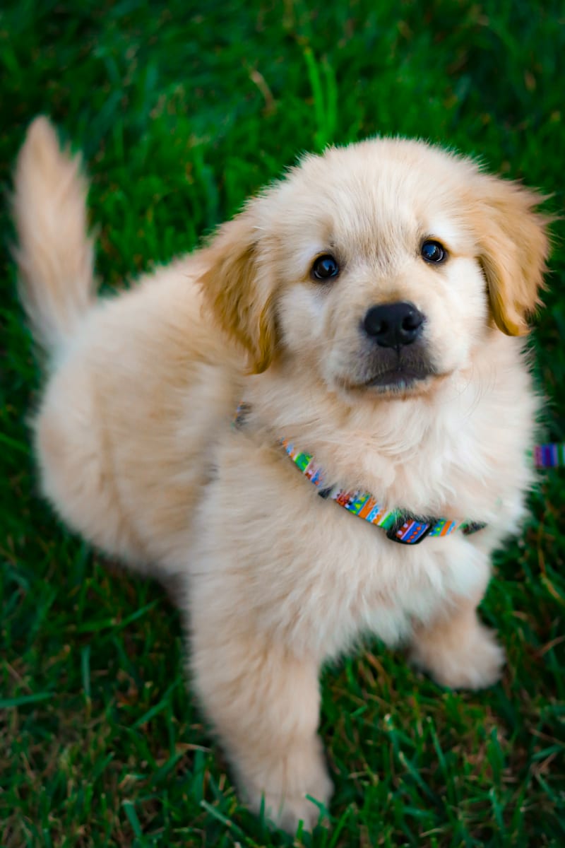 Slow-Feeder Bowls Compared — dog care guide