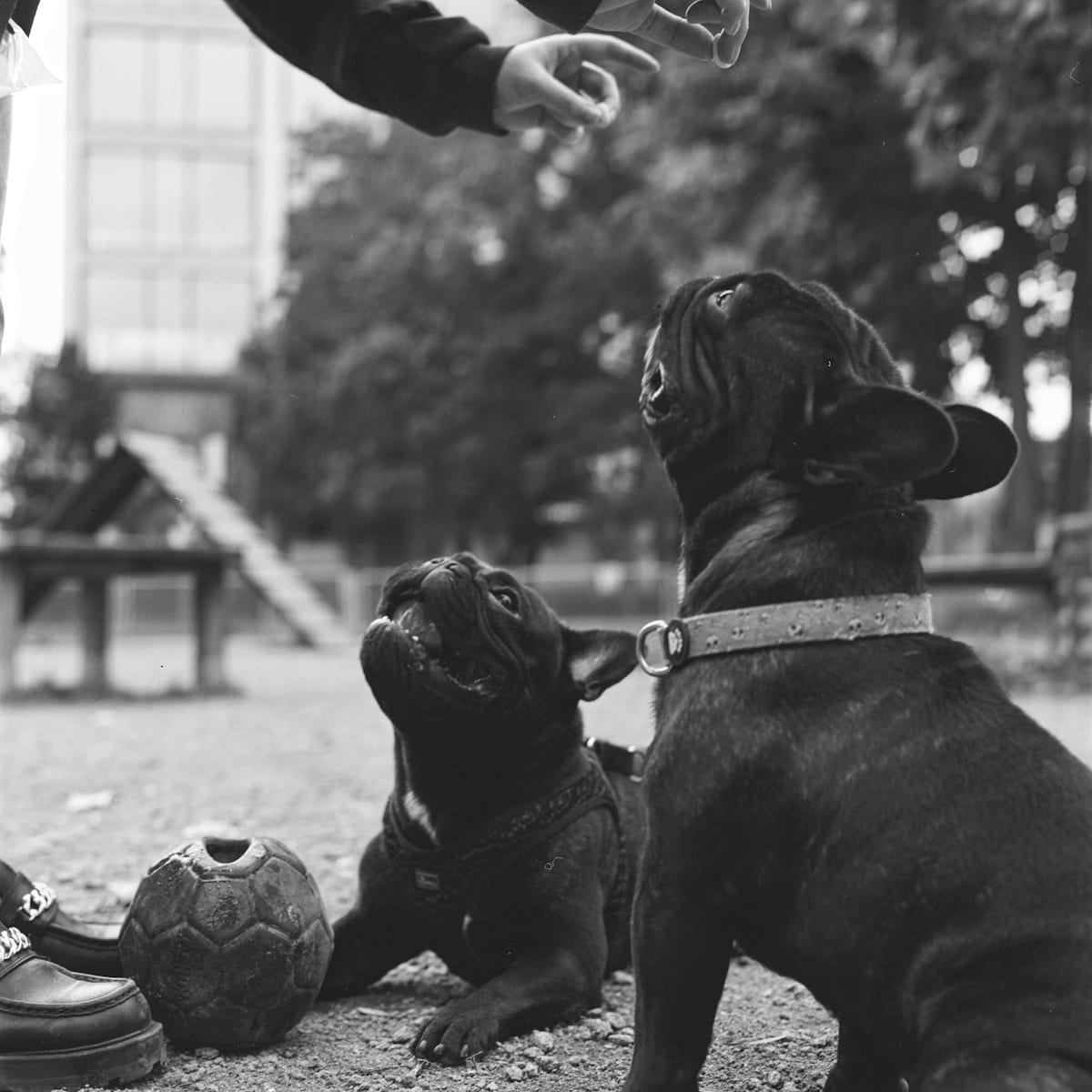 Feeding Nursing and Pregnant Dogs — dog care guide