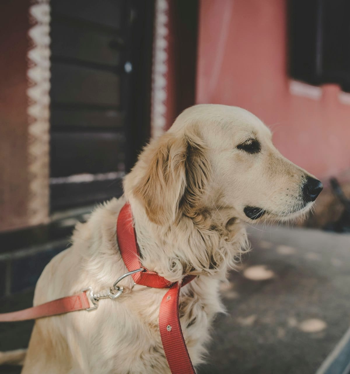 Retrievers as Family Companions — dog care guide