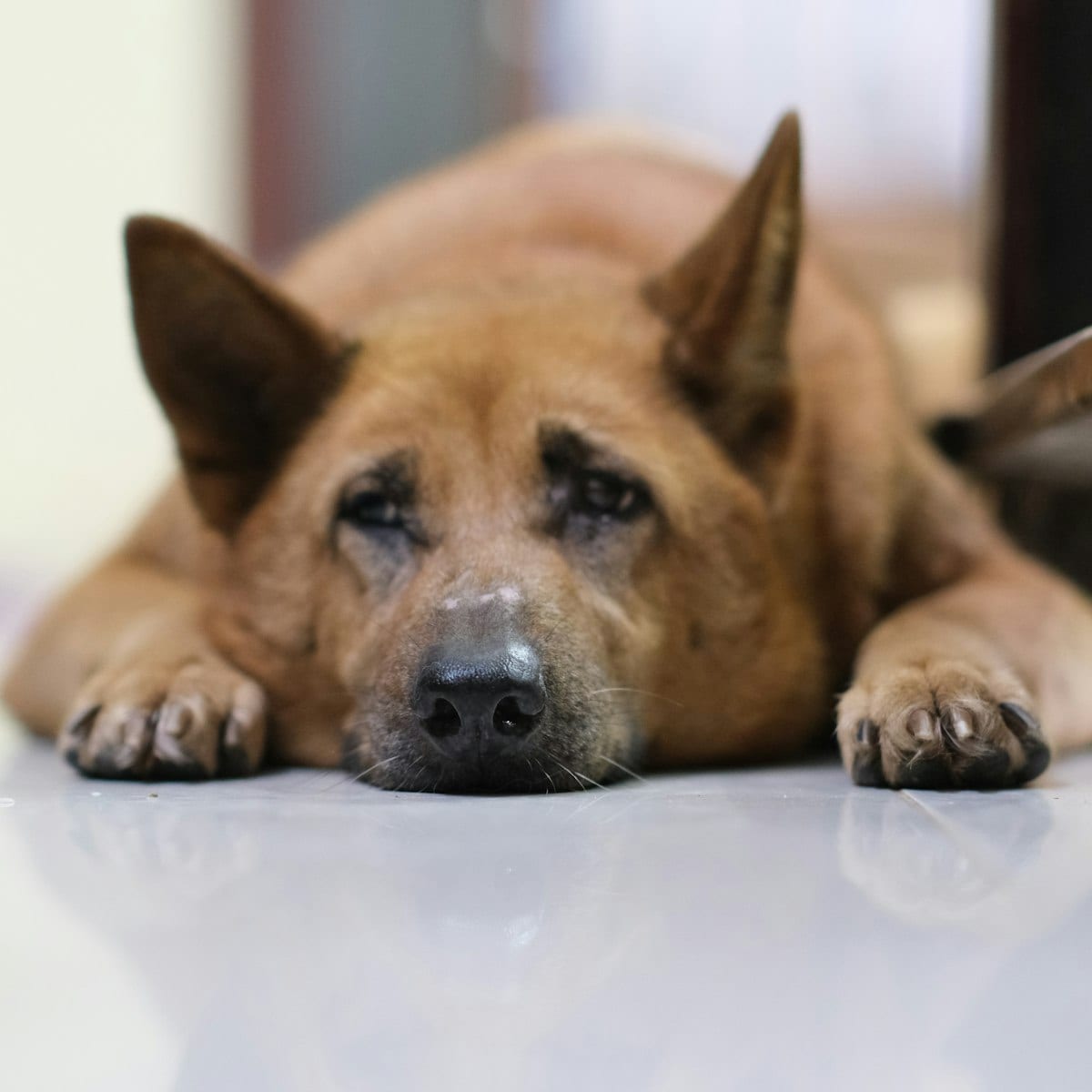 Anxiety Signs That Mimic Illness — dog care guide