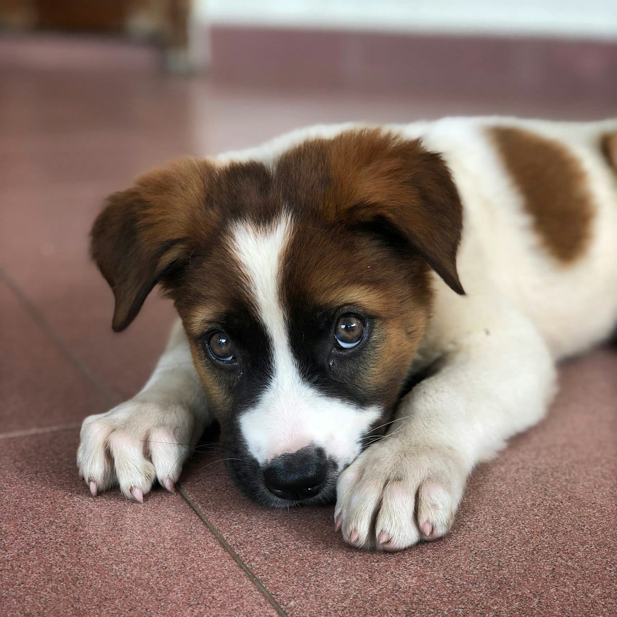Transitioning From Puppy to Adult Food — dog care guide