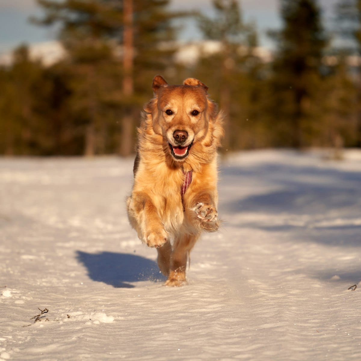 Giant Breeds: Puppy Growth Care — dog care guide