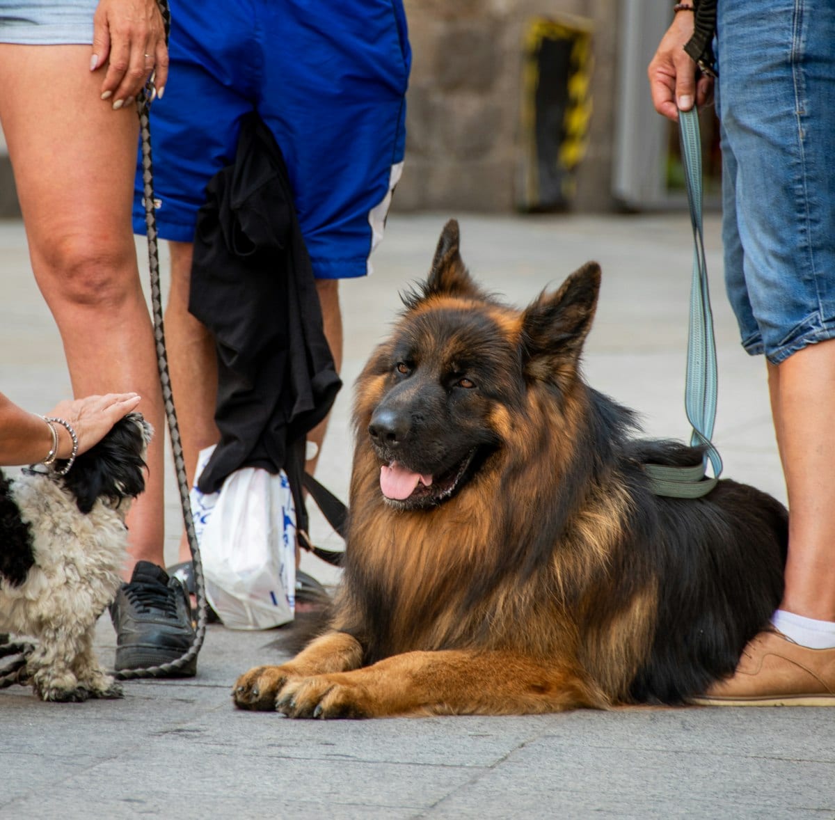 Multi-Dog Household Training Tips — dog care guide