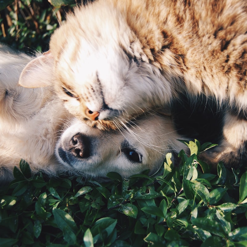 Why Does My Dog Keep Licking Their Paws? Causes and Solutions — dog care guide