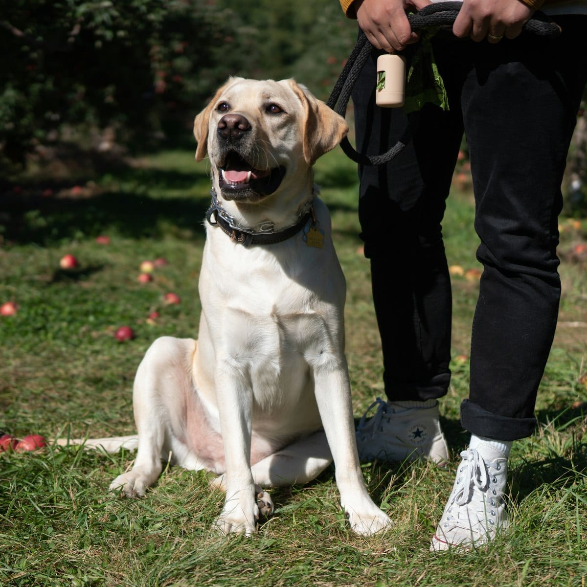 Recall Games for Reluctant Dogs — dog care guide