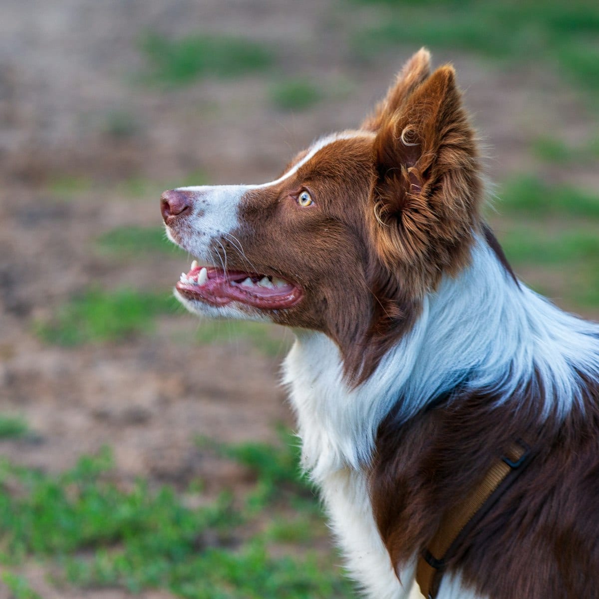 Handling Grooming Without Stress — dog care guide