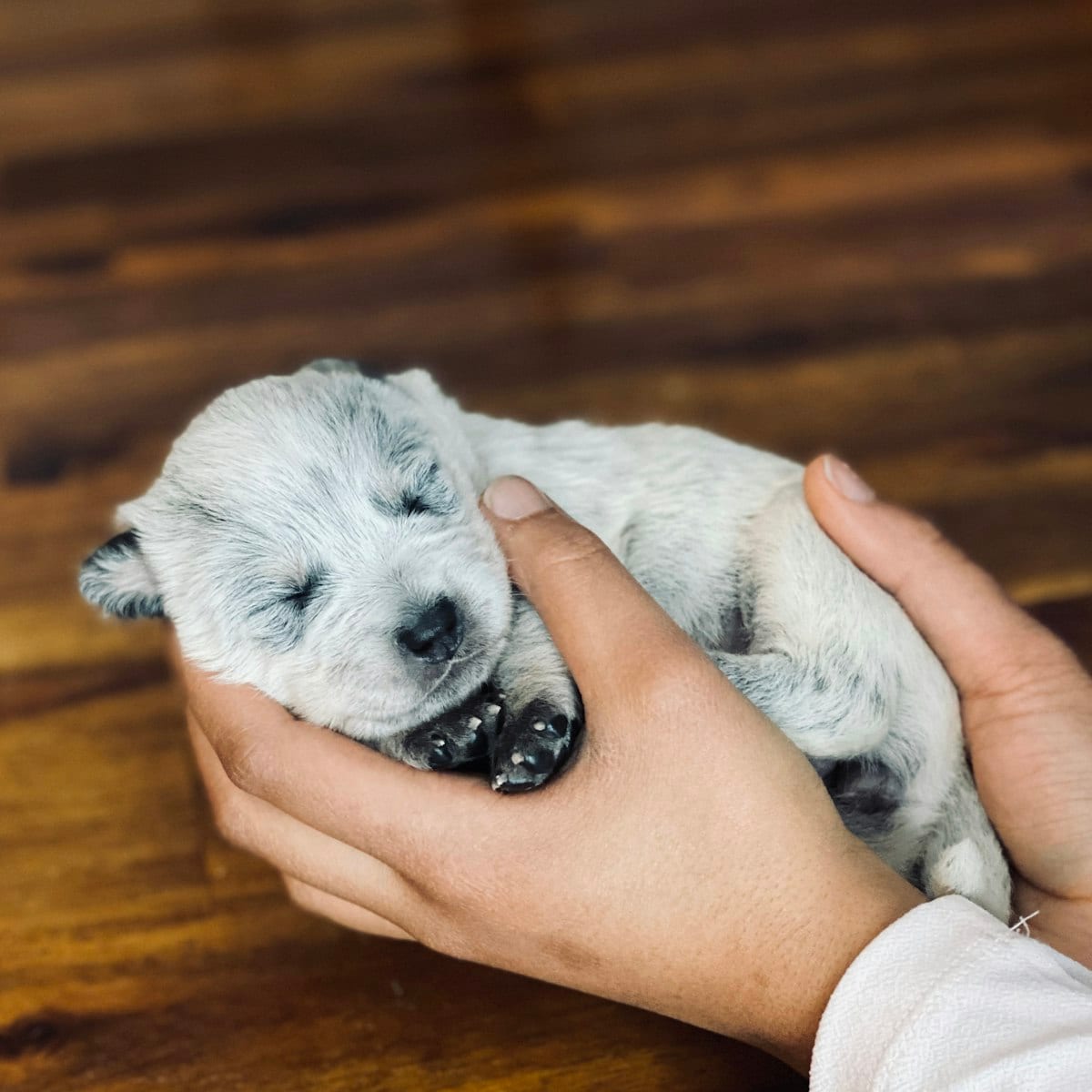 Safe Human Foods as Training Treats — dog care guide